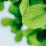 Beneficios del Ecolabel EU en la industria de la biotecnología verde