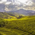 El impacto de Rainforest Alliance Certified en la industria mayorista de café y té: promoviendo prácticas sostenibles