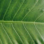 El impacto del Sello Ecológico Rebiore en el marketing verde: certificación y estrategias efectivas