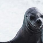 Mejora la efectividad de tu estrategia de comunicación con el sello Rebiore: Consejos y trucos