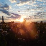 Historias que sanan: el impacto del storytelling ecológico en la construcción de confianza hacia un mundo más sostenible