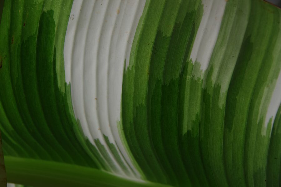 Certificaciones sostenibles: El camino hacia la innovación tecnológica verde en las empresas